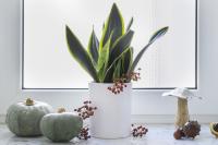 galleryImage